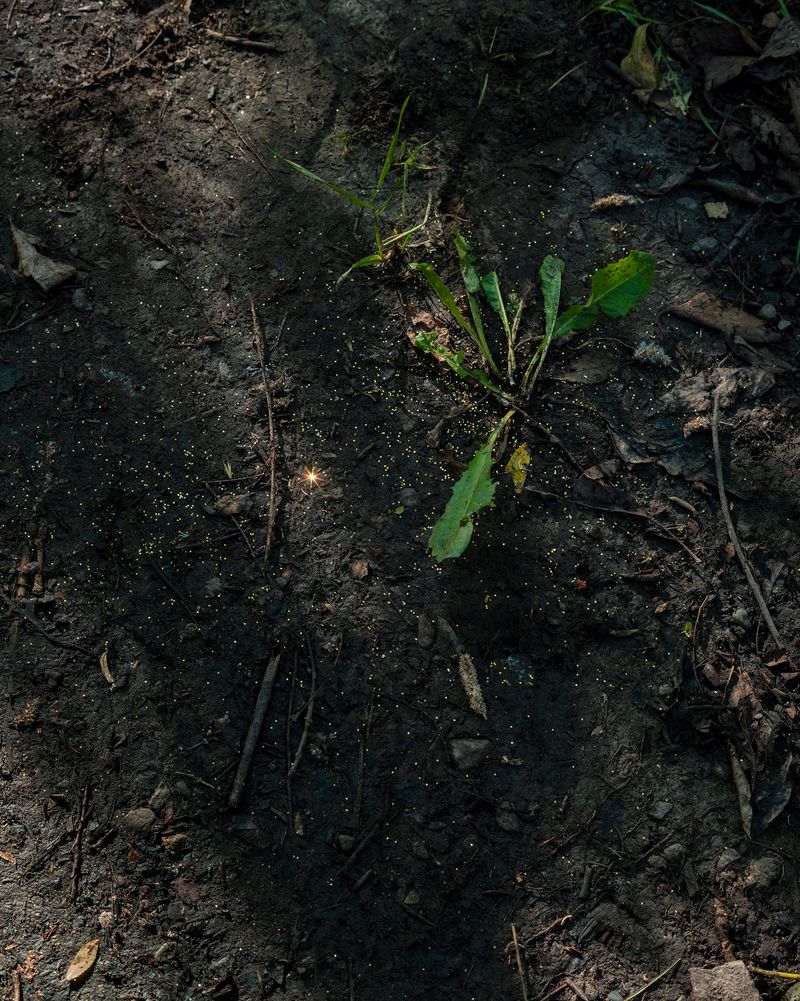 © Emma Ressel - Ghostly matters shimmer just below our notice, Archival pigment print, 20x16 inches, 2024