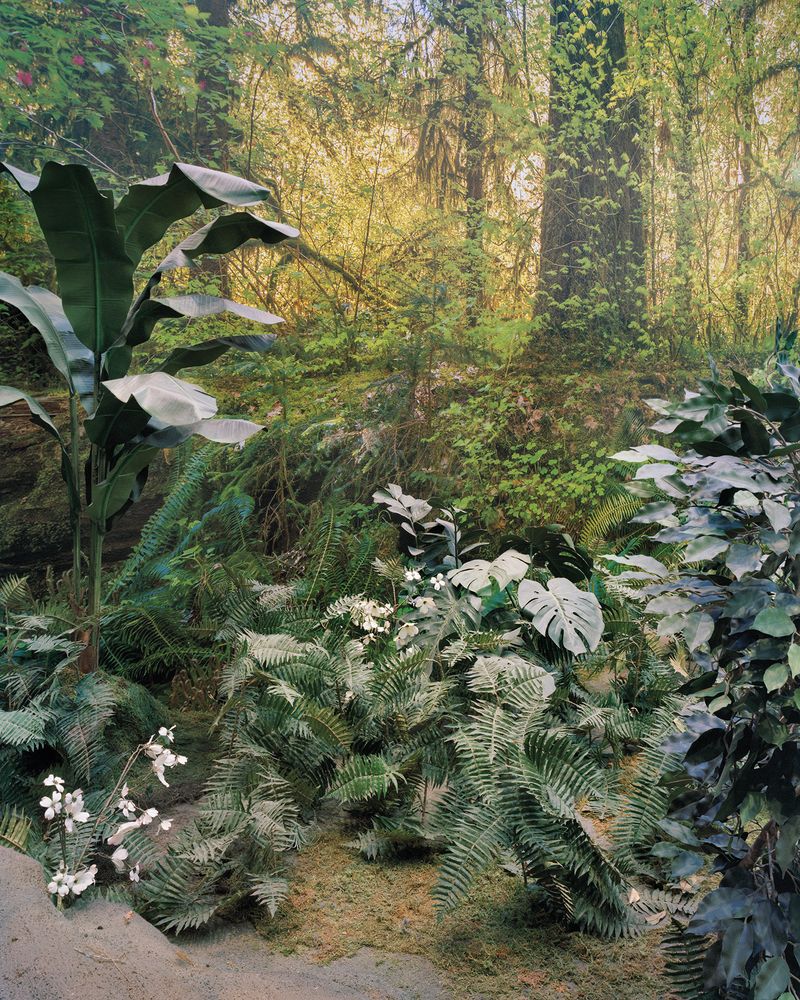© Emma Ressel - Cretaceous Understory, Archival pigment print, 30x24 inches, 2025