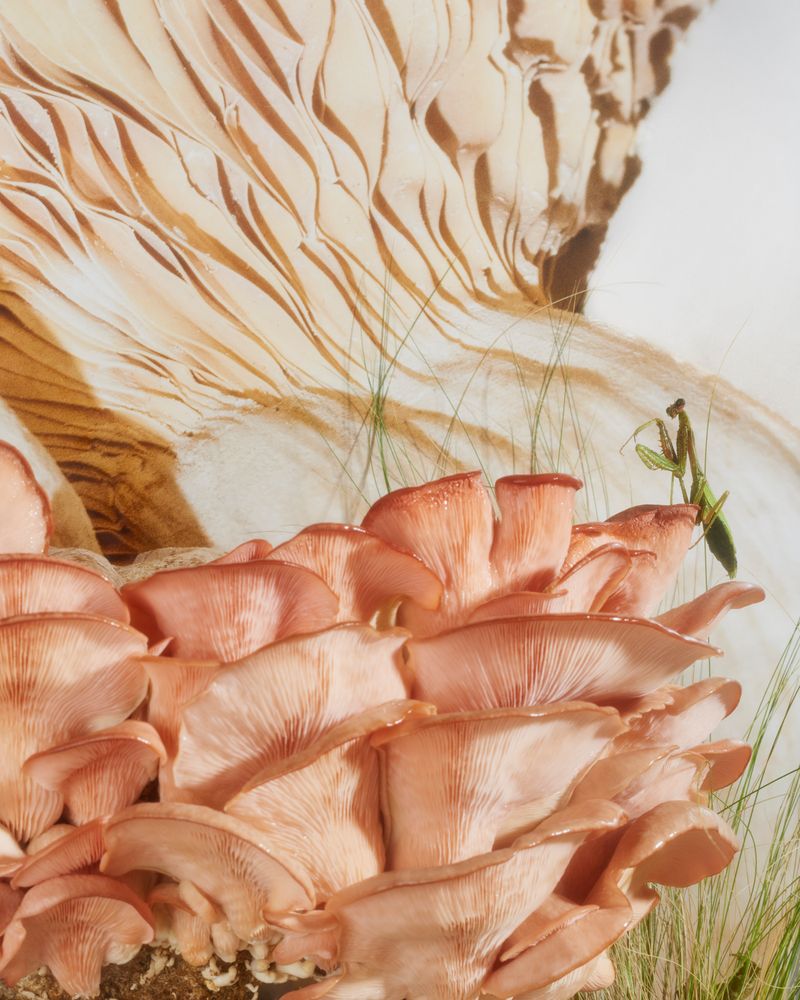 © Emma Ressel - Surrender the Decomposers, Archival pigment print, 20x16 inches, 2022