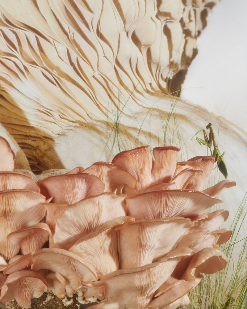 © Emma Ressel - Surrender the Decomposers, Archival pigment print, 20x16 inches, 2022