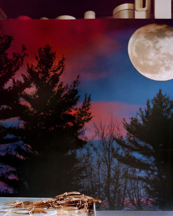 © Emma Ressel - Red Efts in the Full Moon, Archival pigment print, 40x32 inches, 2023