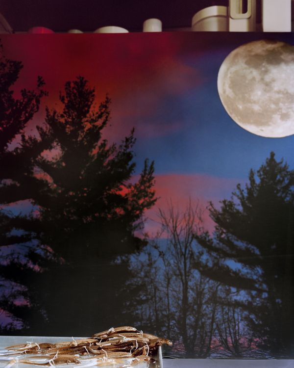 © Emma Ressel - Red Efts in the Full Moon, Archival pigment print, 40x32 inches, 2023