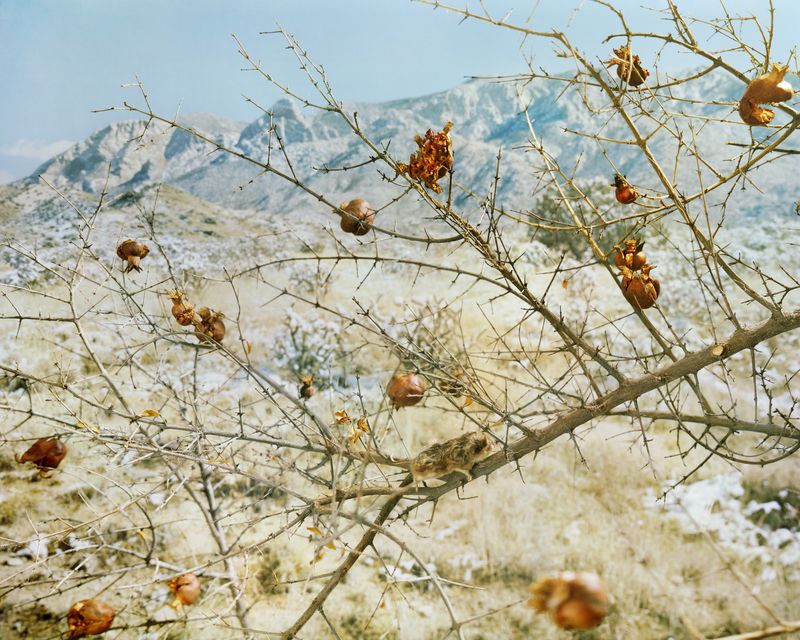 © Emma Ressel - Fruit for the Underworld, Archival pigment print, 24x30 inches, 2023