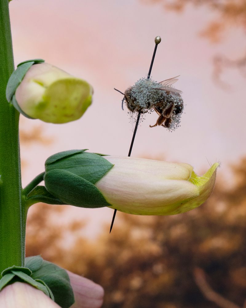 © Emma Ressel - Moldy Bee, 2021