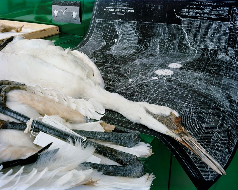 © Emma Ressel - Whooping Crane Efforts, 2024