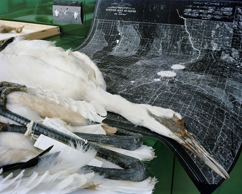© Emma Ressel - Whooping Crane Efforts, 2024