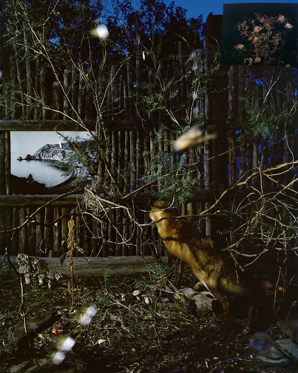 © Emma Ressel - Sottobosco after Otto Marseus van Shreick, 2024