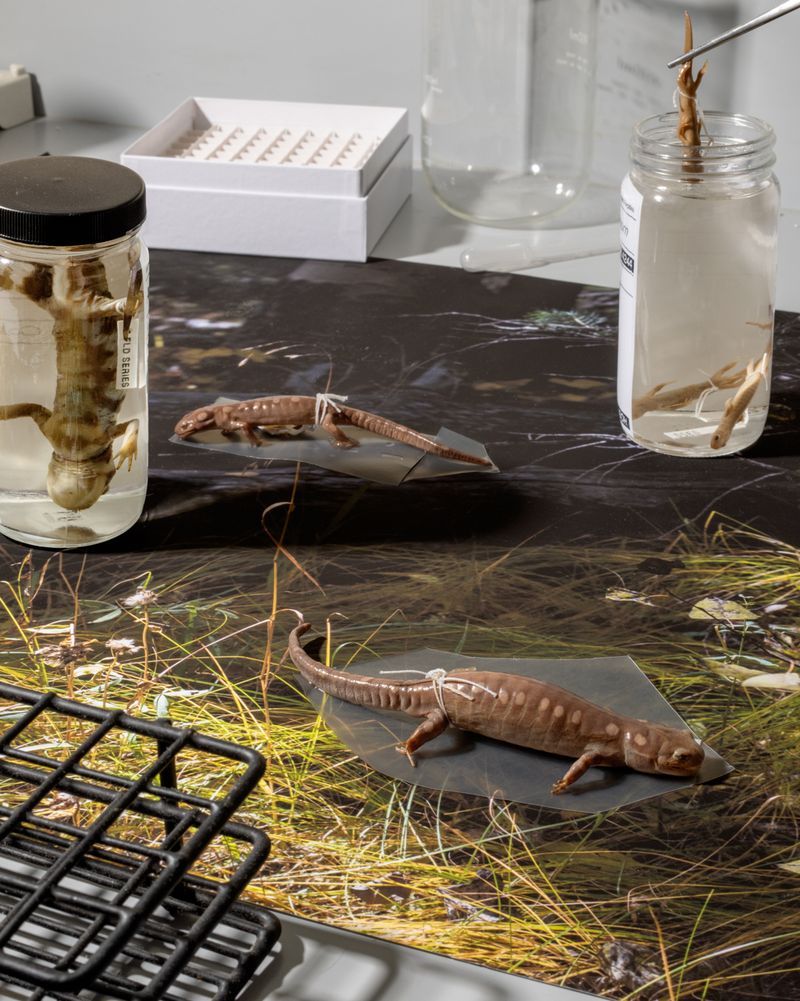 © Emma Ressel - Spring Migration Absolution, 2023