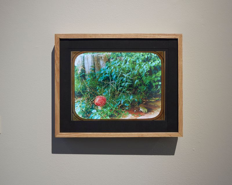 © Emma Ressel - Toadstool Sottobosco, 2025, lightbox and transparency print