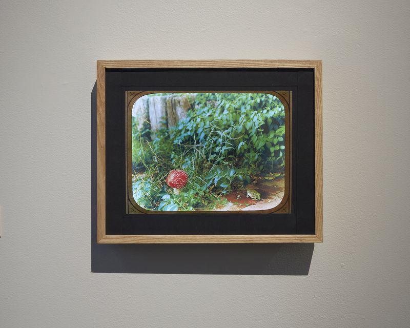 © Emma Ressel - Toadstool Sottobosco, 2025, lightbox and transparency print