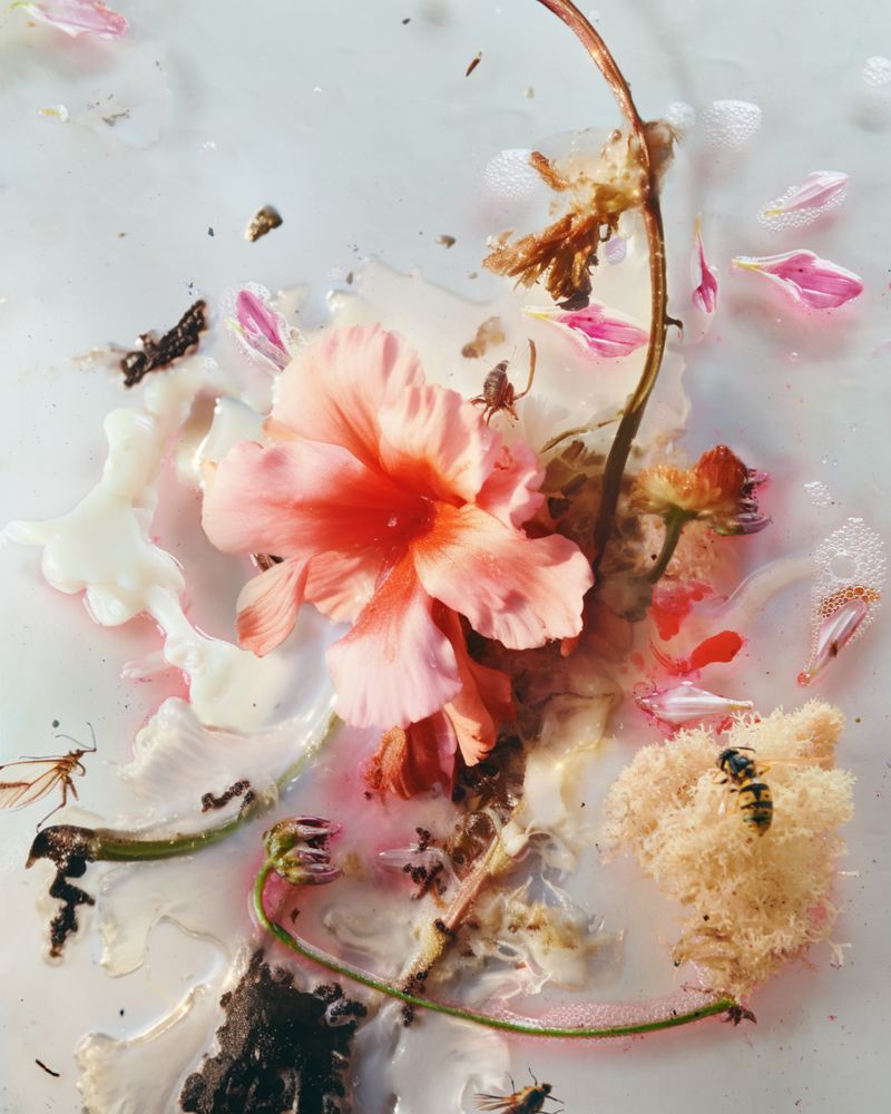 © Alex Valentina - Image from the A symbiotic view of life photography project