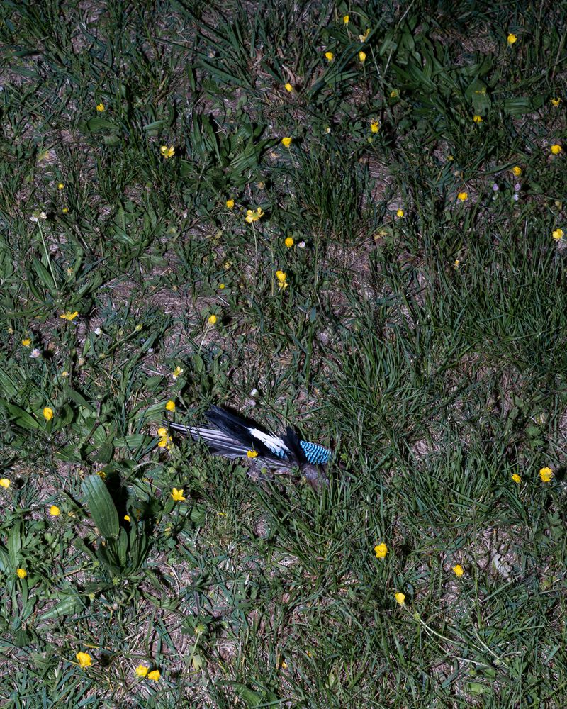 © Silvia Bertoldo - Image from the Selvatica photography project