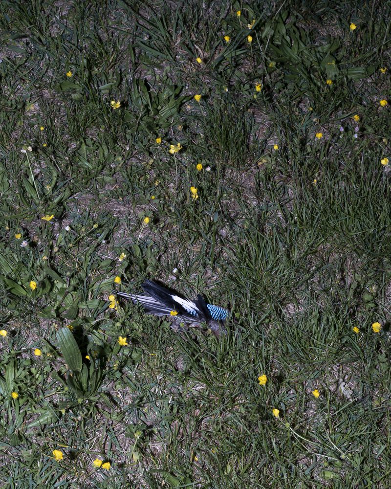© Silvia Bertoldo - Image from the SELVATICA photography project