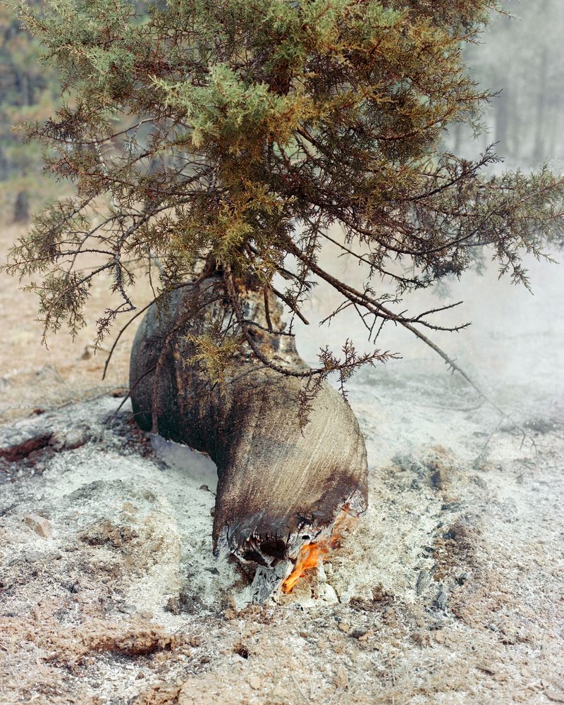 © Jonah Reenders - Image from the Armillaria photography project