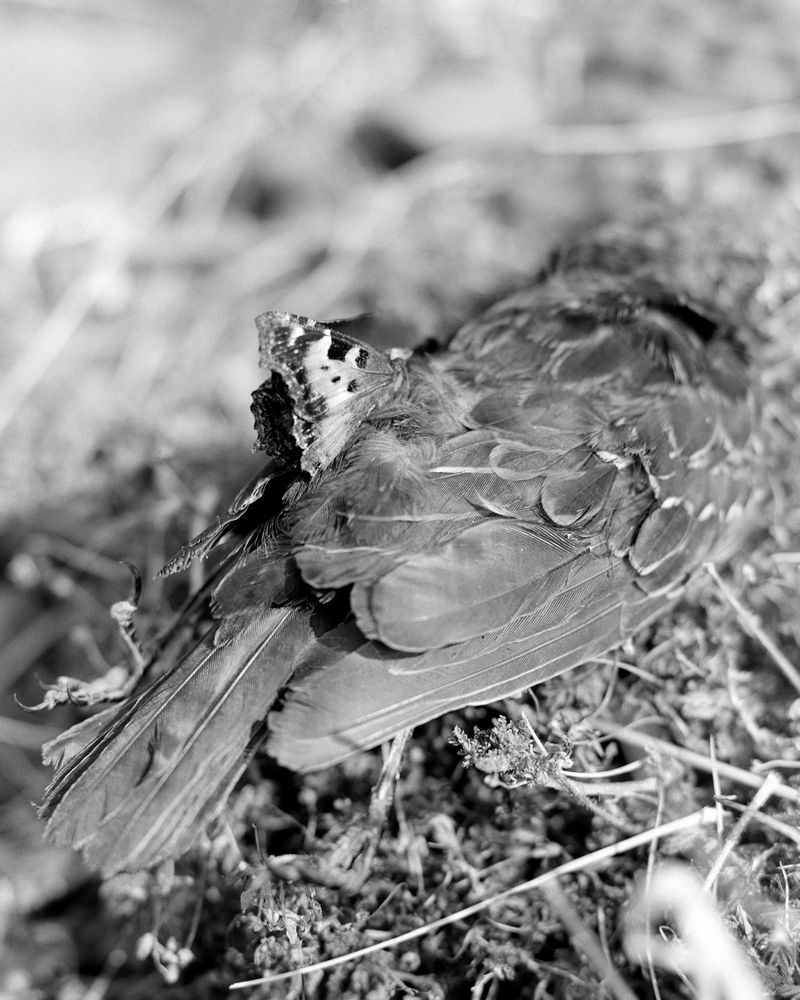 © Jonah Reenders - Image from the Armillaria photography project