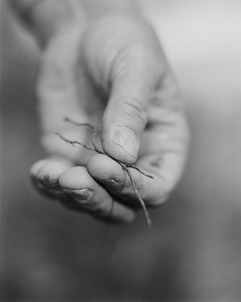 © Jonah Reenders - Michael McWilliams holds a rhizomorph produced by Armillaria ostoyae, indicating the location of the ancient organism.