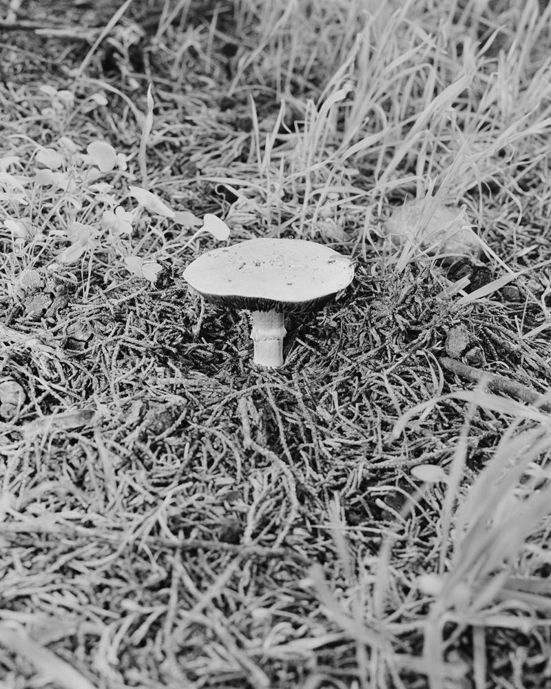 © Jonah Reenders - Image from the Armillaria photography project