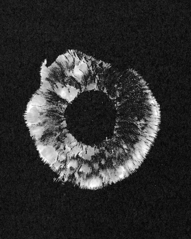 © Jonah Reenders - Silver gelatin spore print photogram made in the darkroom.