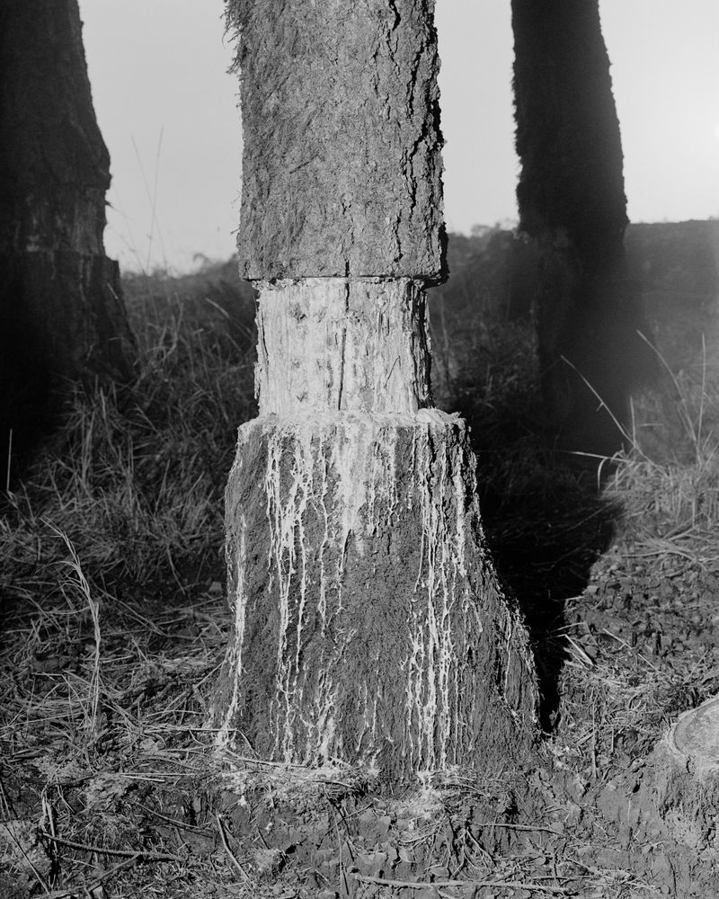 © Jonah Reenders - Image from the Armillaria photography project
