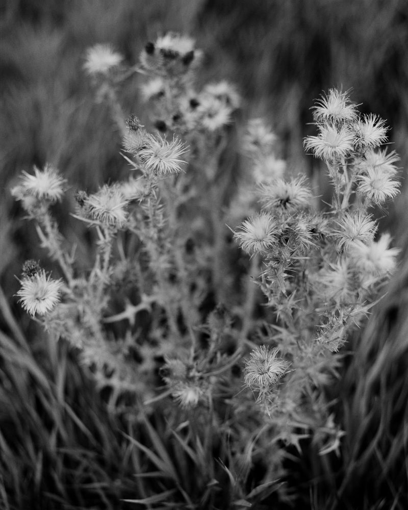 © Jonah Reenders - Image from the Armillaria photography project