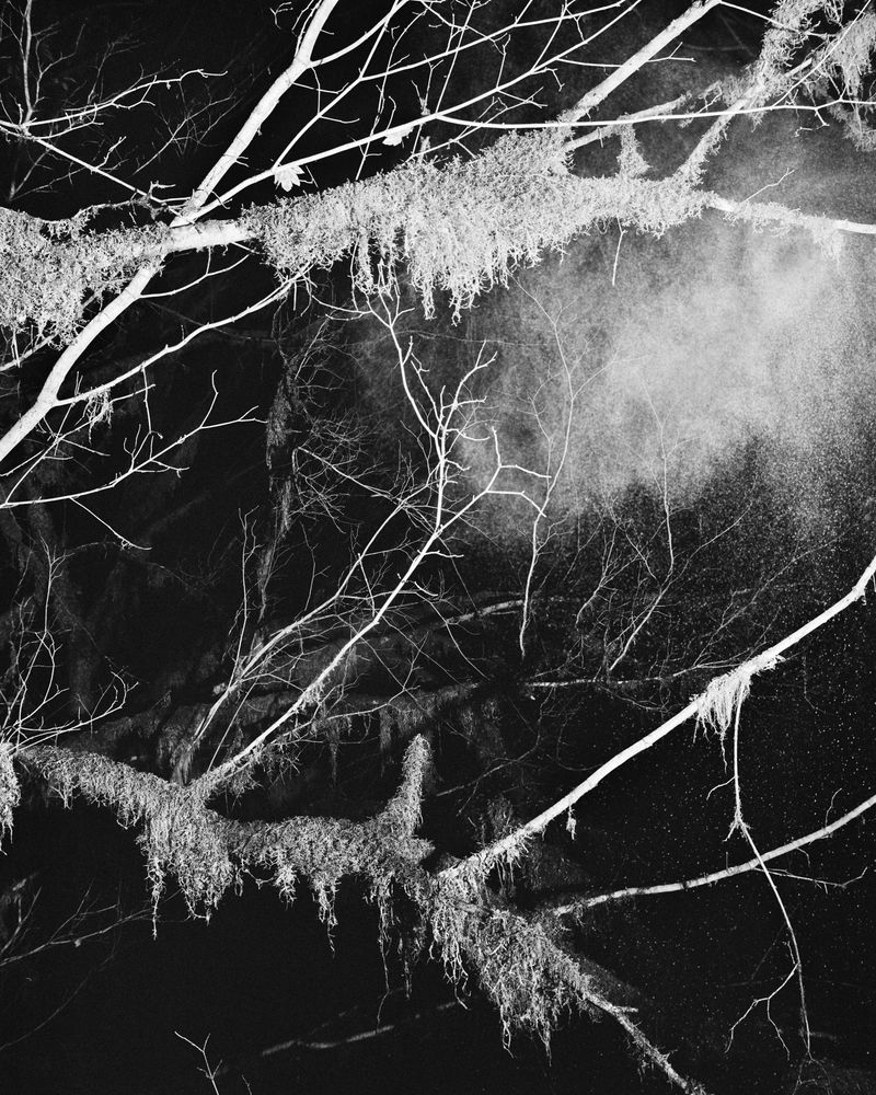 © Jonah Reenders - Image from the Armillaria photography project