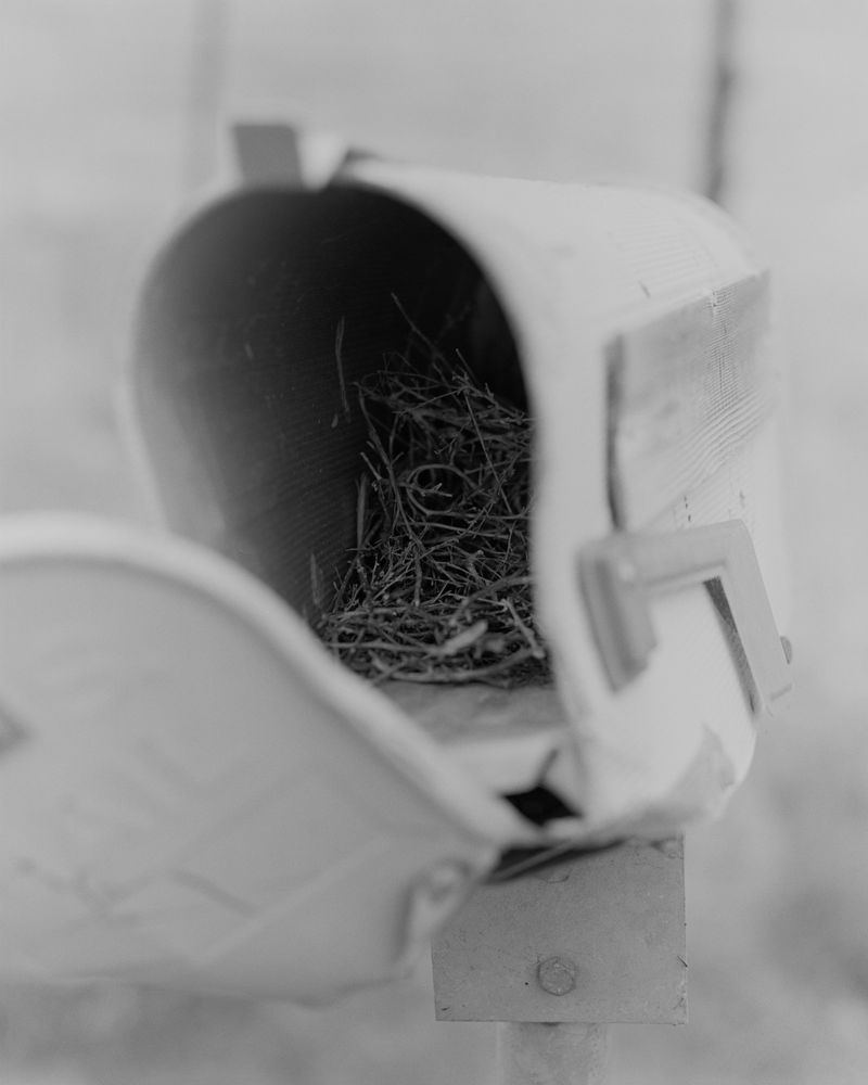 © Jonah Reenders - Image from the Armillaria photography project