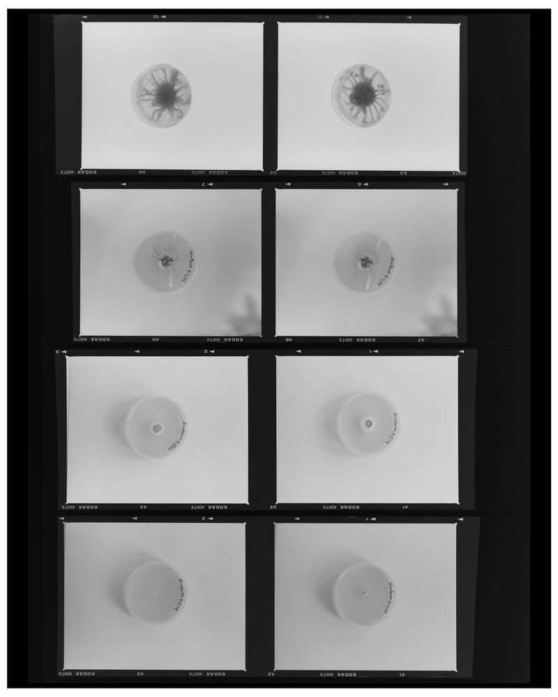 © Jonah Reenders - Image from the Armillaria photography project