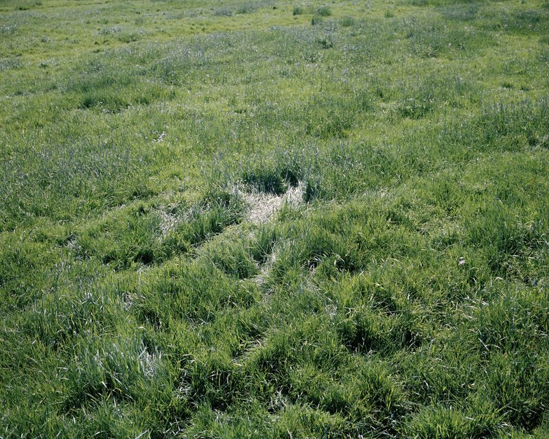 © Mafalda Rakoš - Ramon‘s imprint on a park close to his home near Lopik, the Netherlands. 2019.