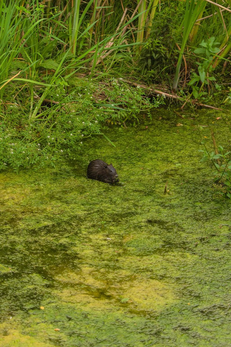 © Federica Lucia Carducci - Image from the EX-RODO photography project