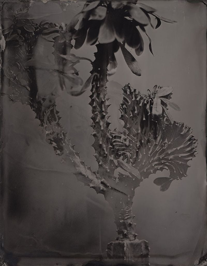 © Ohwada Ryo - Image from the qusamura-Honzo photography project