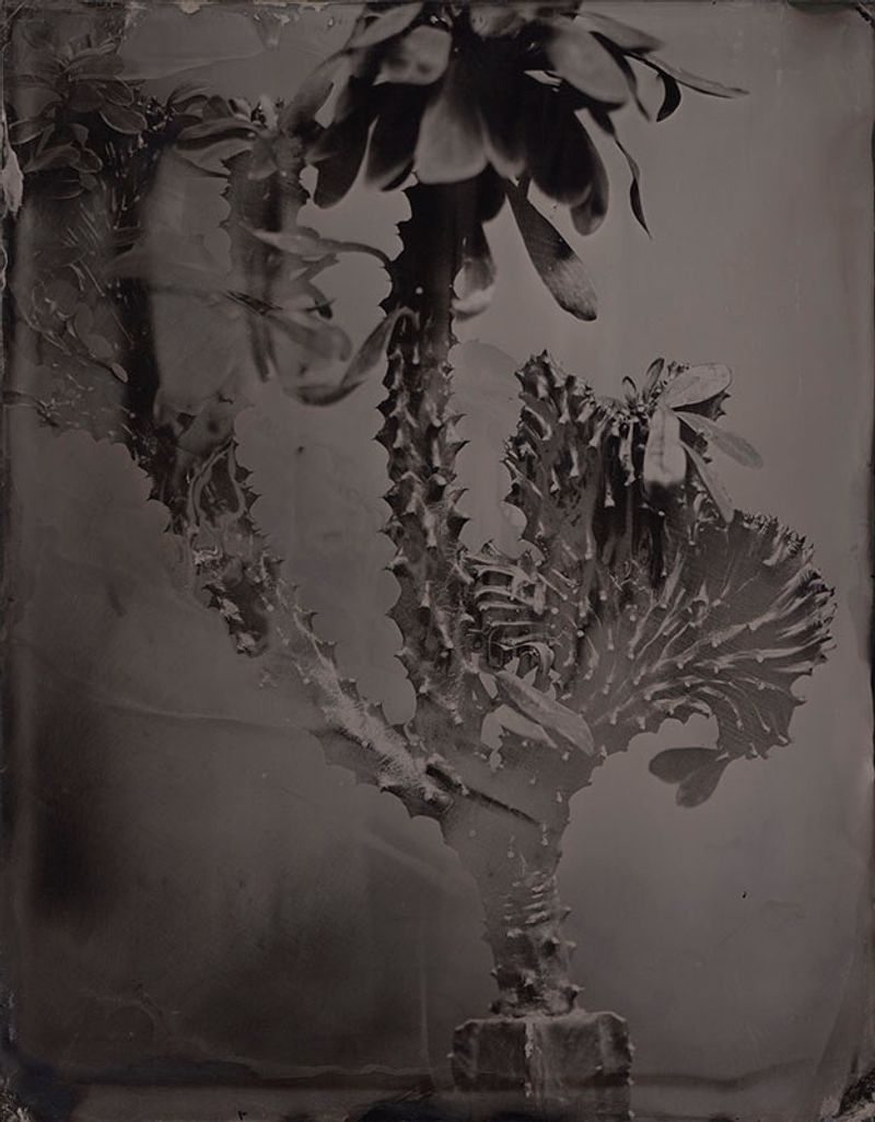 © Ohwada Ryo - Image from the qusamura-Honzo photography project