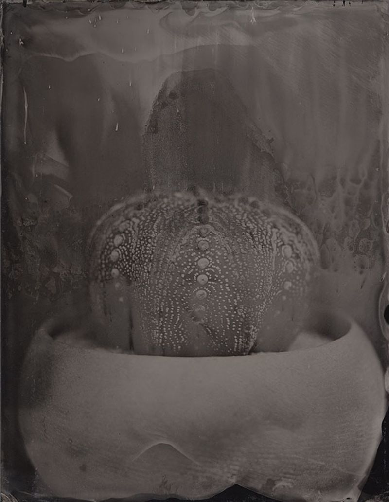 © Ohwada Ryo - Image from the qusamura-Honzo photography project