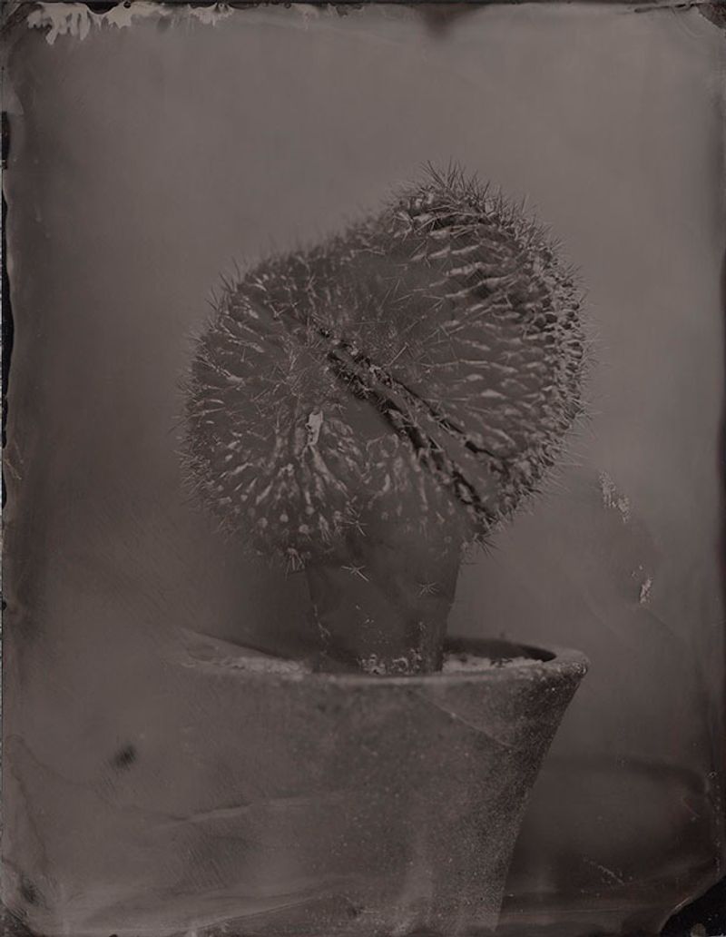 © Ohwada Ryo - Image from the qusamura-Honzo photography project