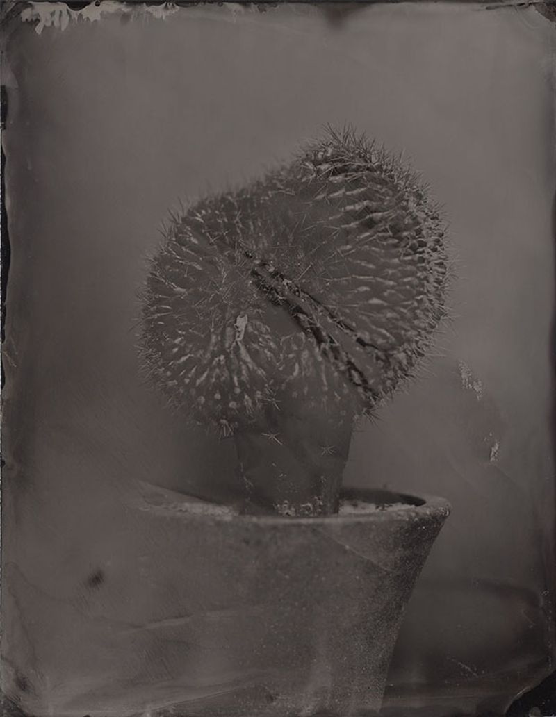 © Ohwada Ryo - Image from the qusamura-Honzo photography project