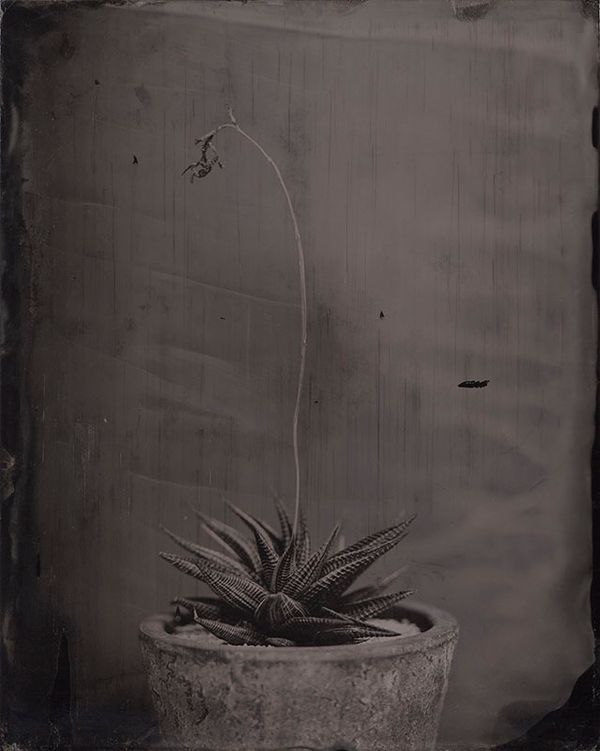 © Ohwada Ryo - Image from the qusamura-Honzo photography project