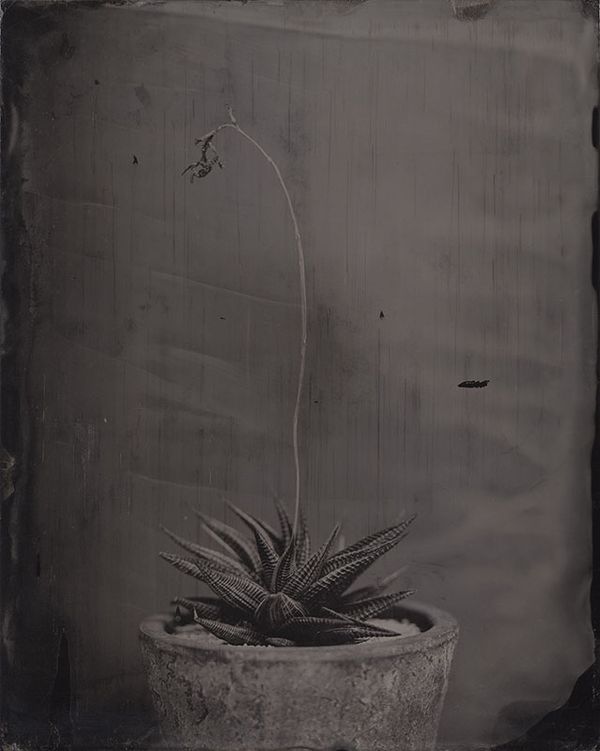 © Ohwada Ryo - Image from the qusamura-Honzo photography project