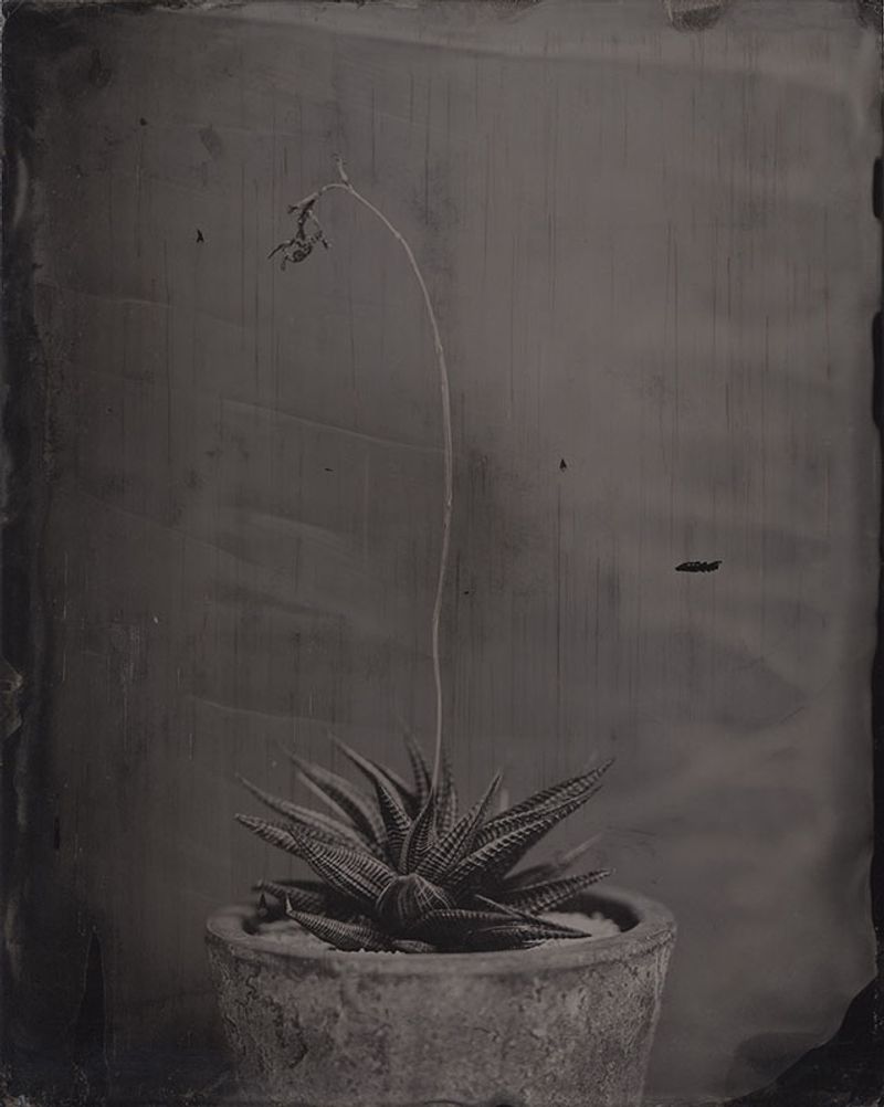 © Ohwada Ryo - Image from the qusamura-Honzo photography project