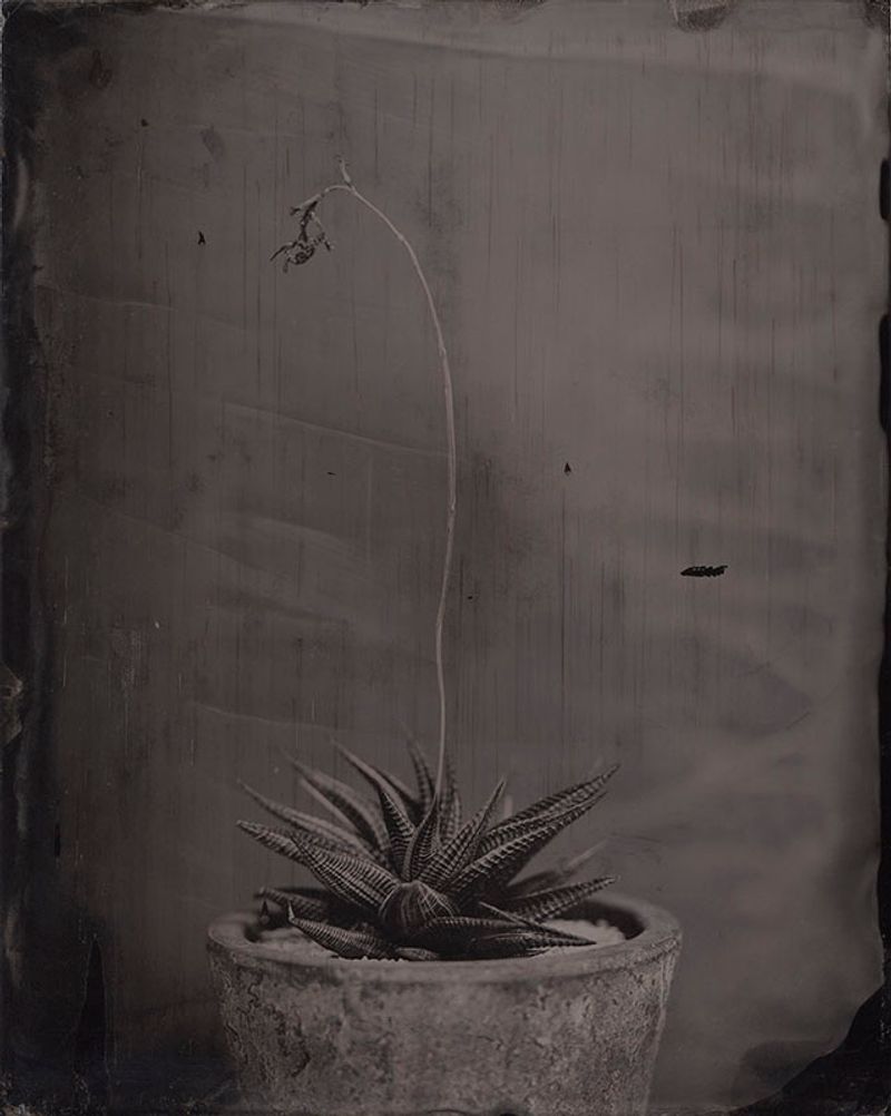 © Ohwada Ryo - Image from the qusamura-Honzo photography project