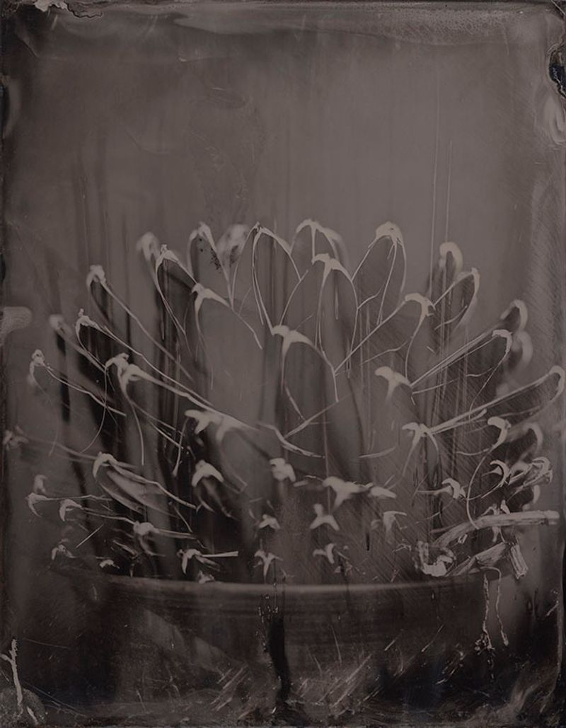 © Ohwada Ryo - Image from the qusamura-Honzo photography project