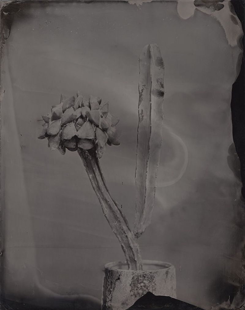 © Ohwada Ryo - Image from the qusamura-Honzo photography project
