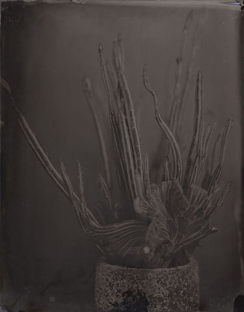 © Ohwada Ryo - Image from the qusamura-Honzo photography project