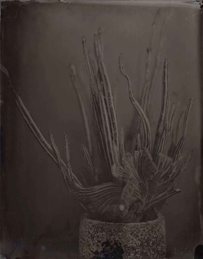 © Ohwada Ryo - Image from the qusamura-Honzo photography project