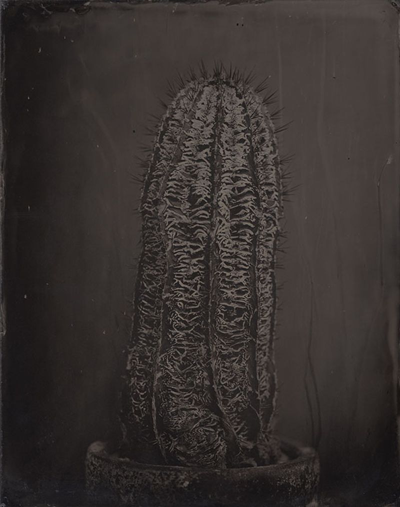 © Ohwada Ryo - Image from the qusamura-Honzo photography project