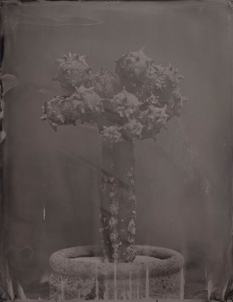 © Ohwada Ryo - Image from the qusamura-Honzo photography project