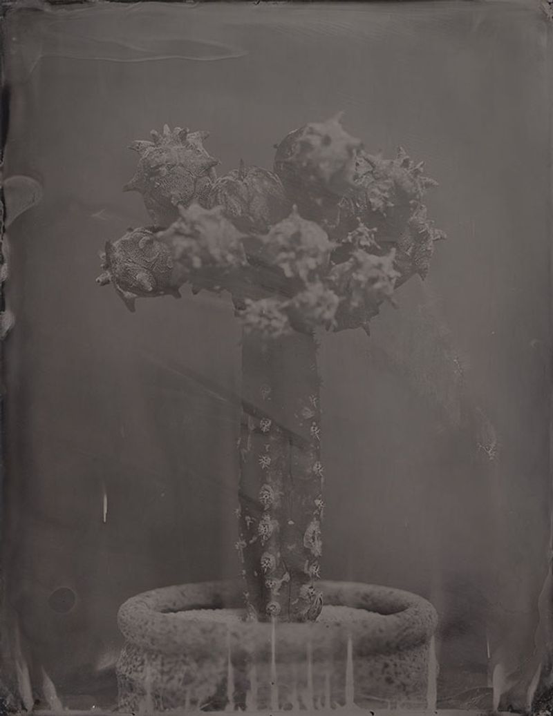 © Ohwada Ryo - Image from the qusamura-Honzo photography project