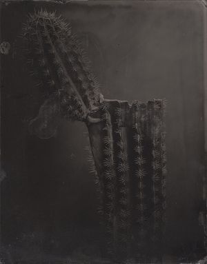 qusamura-Honzo