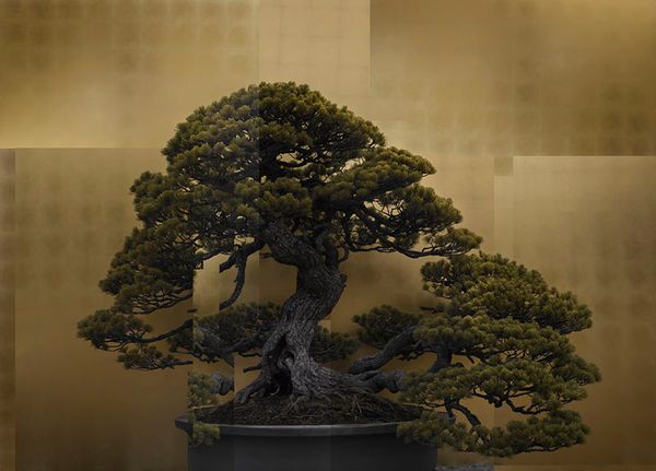 © Ohwada Ryo - Chiyonomatsu