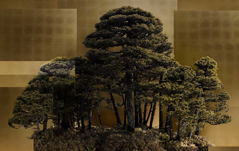 © Ohwada Ryo - Yoseue style