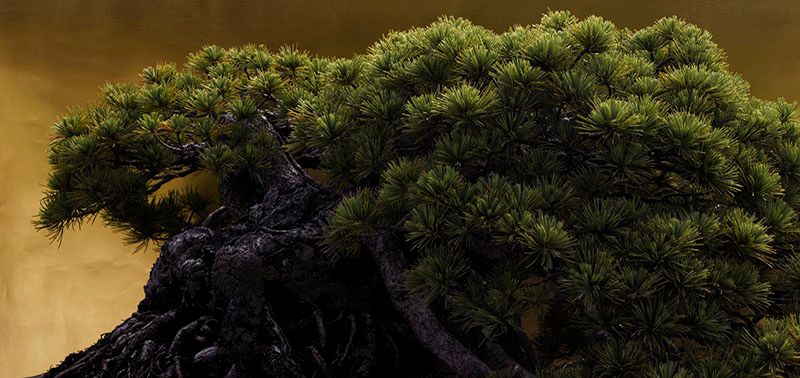 © Ohwada Ryo - Shiraito