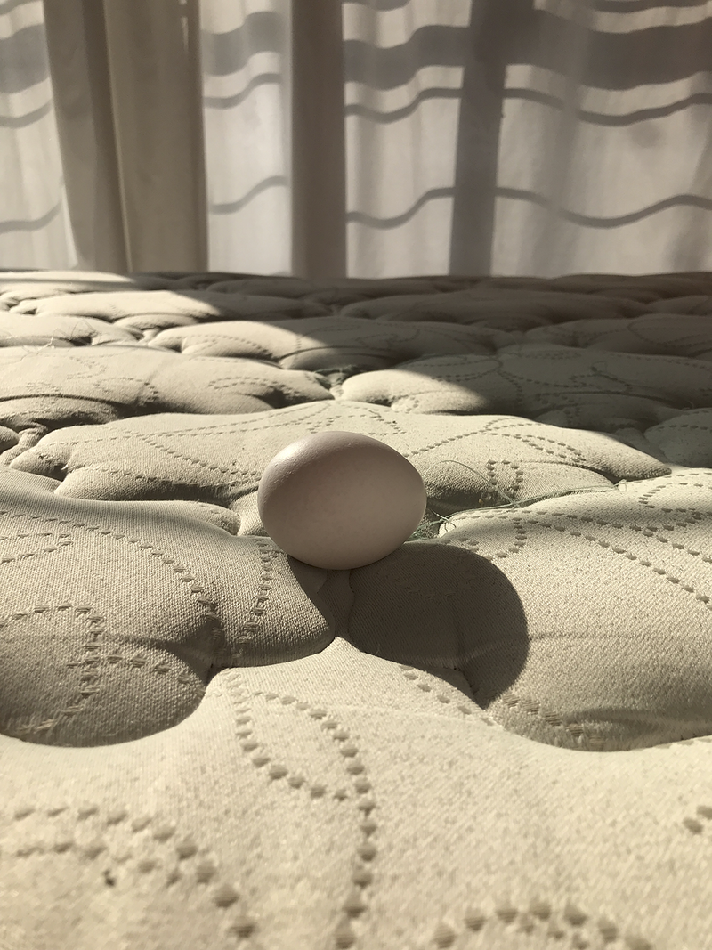 © Xtabay Alderete - Eternal Return, nest